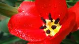 Rozkvitnitý červený kvet